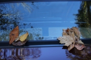 Fall Tour